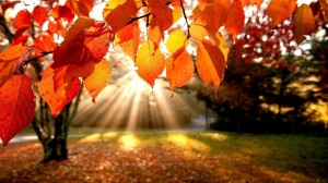 1395364828-autumn+leaves_jpg-original