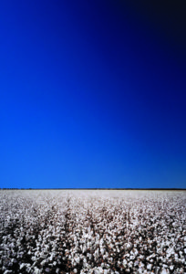 600-02886013 © Koolstock Model Release: No Property Release: No Cotton Crop Ready for Harvest, Australia