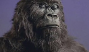 gorilla1